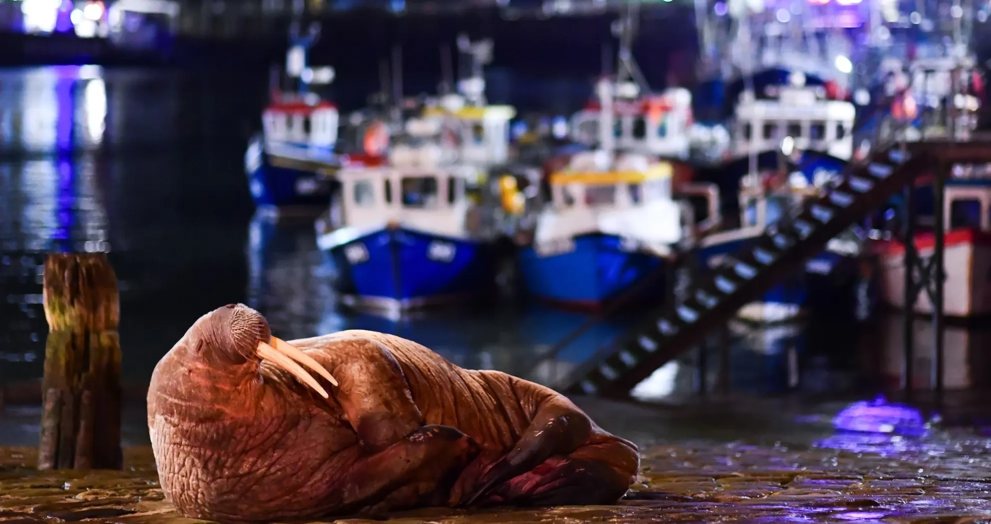 Urban walrus and fighting frogs: The charming winners of the 2024 British Wildlife Photography Awards