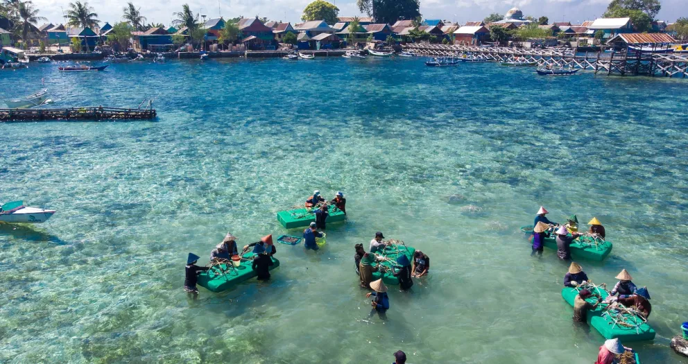 ‘Reef stars’ restored Indonesia’s blast-damaged corals in just 4 years